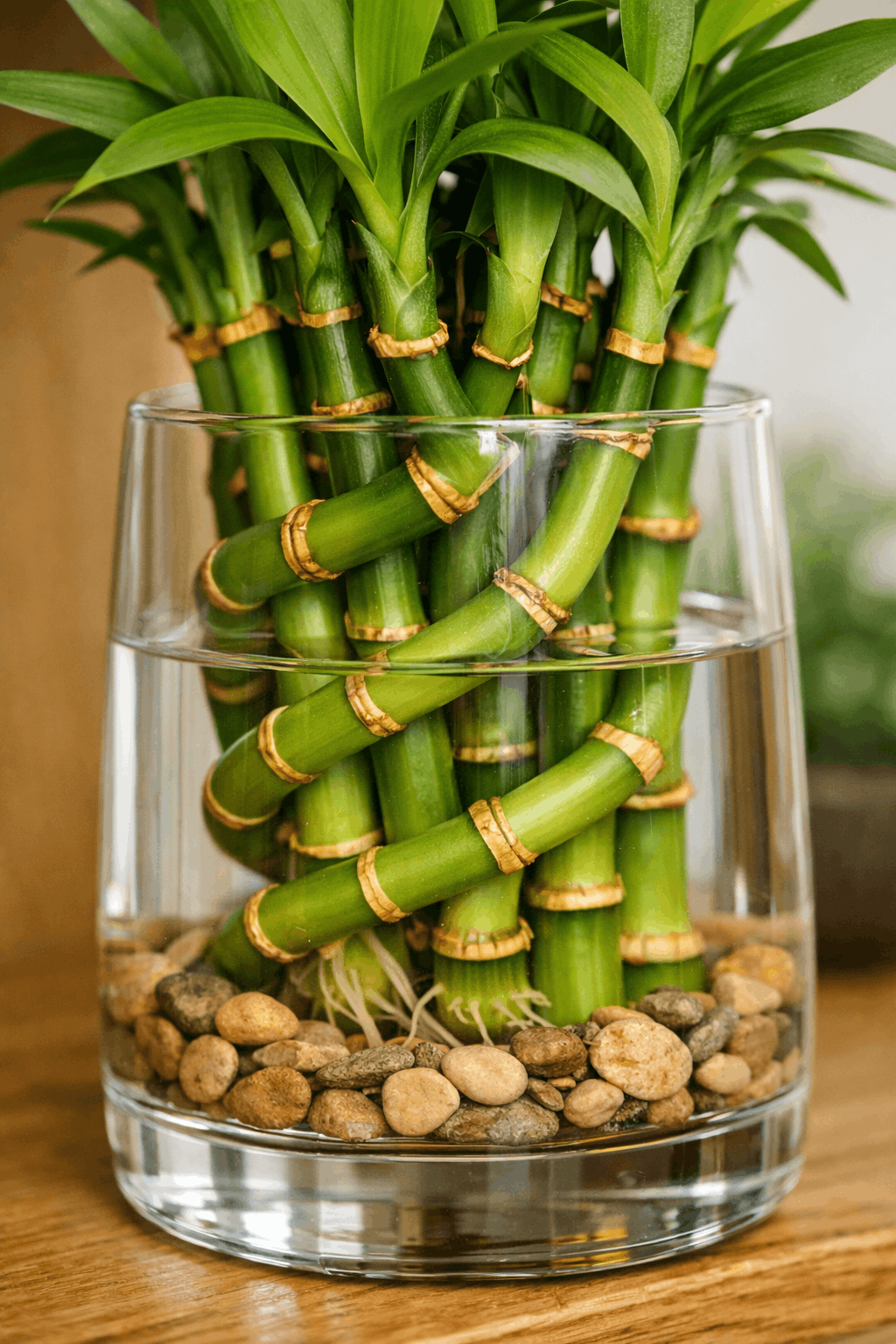Is Lucky Bamboo Toxic to Cats? Symptoms, Risks & What To Do